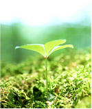 自然のイメージ