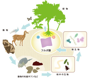 フルボ酸が出来るまで