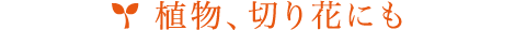 植物､切り花にも